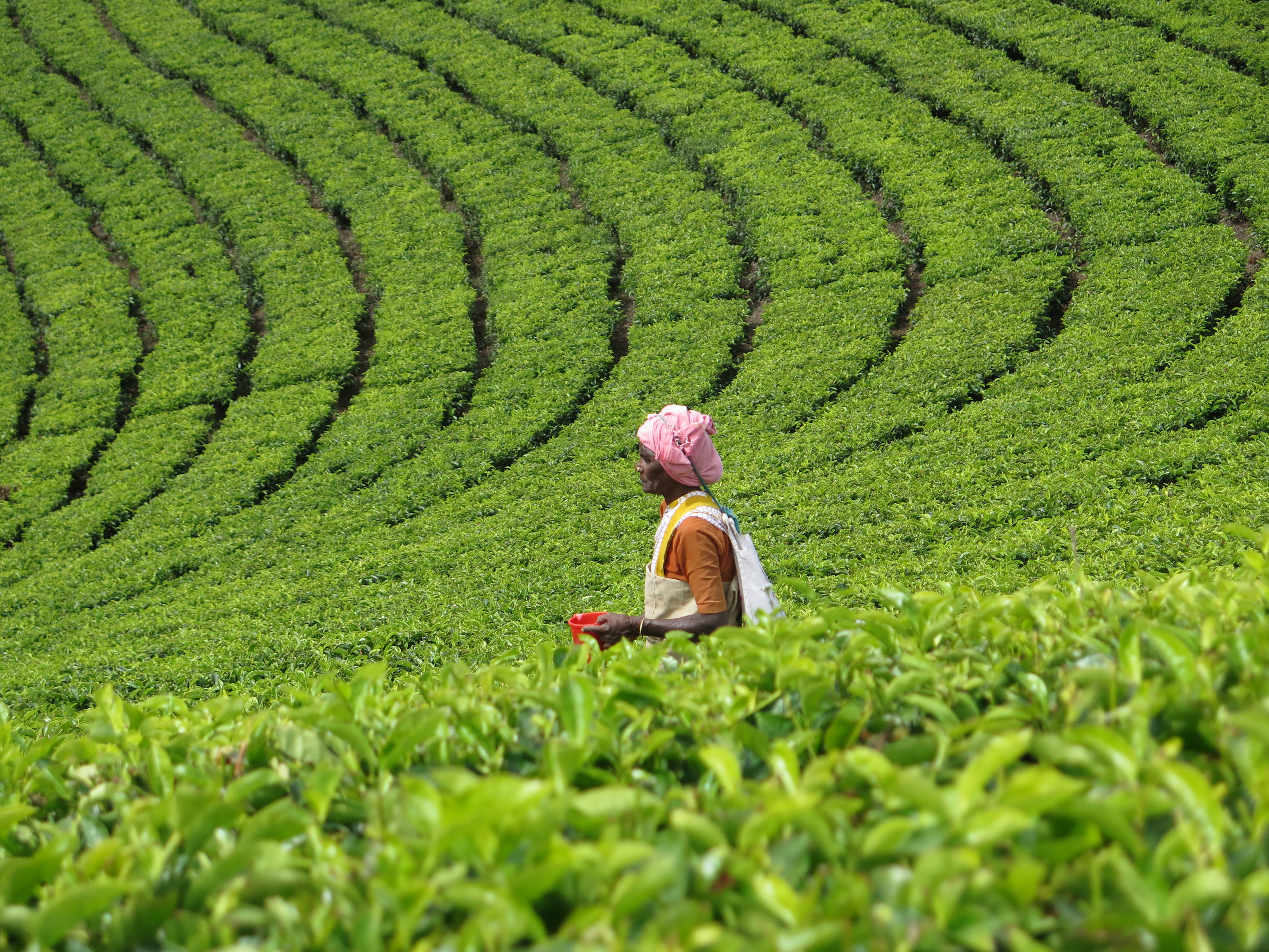 Southern India 1